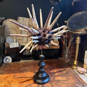 Slate pencil urchin on base...