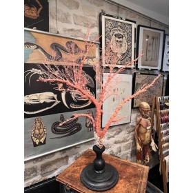 Orange lace sea fan on a...