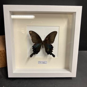 Entomologic white Frame -...