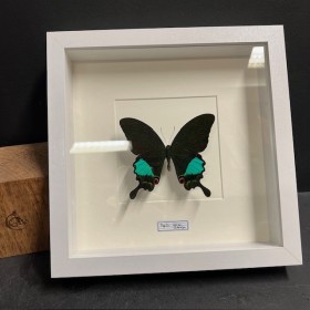 Entomologic white Frame -...