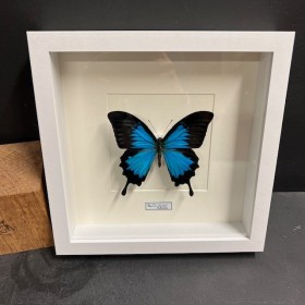 Papillon Papilio Ulysses -...