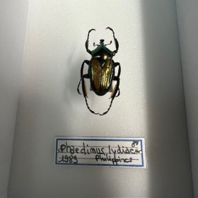 Entomological box - Scarab...