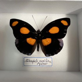 Entomological Box -...