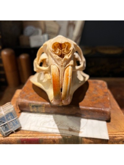 Nutria skull - Coypu skull-...