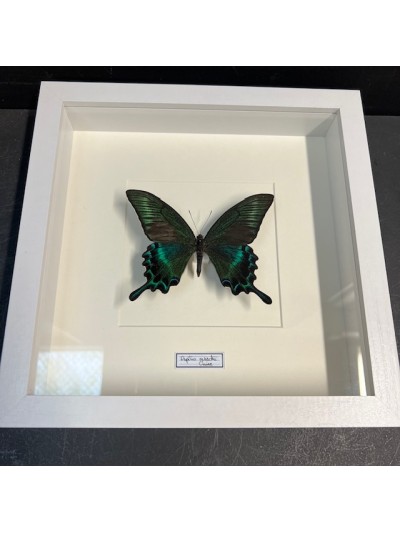 Entomological white frame -...