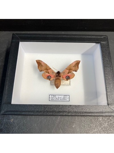 Papillon Sphinx demi-paon -...