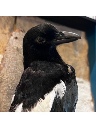 Common magpie on branch -...