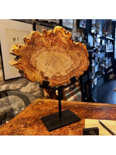 Fossil wood slice -...